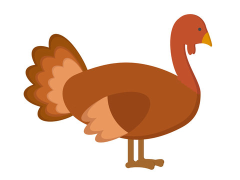 turkey bird illustration