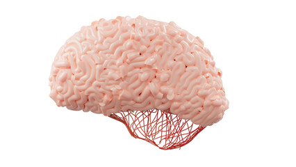 Brain model isolated on white background. clipping part. 3d render.