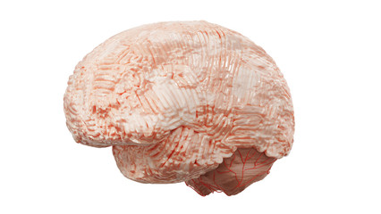 Brain model isolated on white background. clipping part. 3d render.