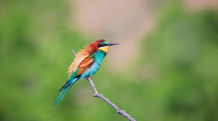 Beauty of birds, portrait of Golden bee eater Merops apiaster