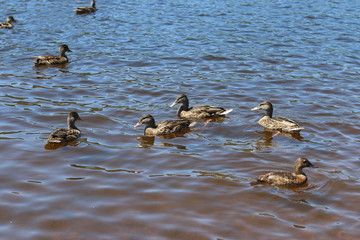 wild ducks are swimming on the lake in the afternoon in summertime 