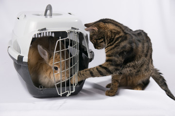 Red decorative rabbit sits in a carrier for animals. A cat sits nearby