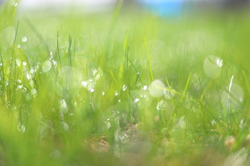 Naklejka premium A drop of dew on the grass. Green grassy background with bokeh from dew. Eco friendly landscape
