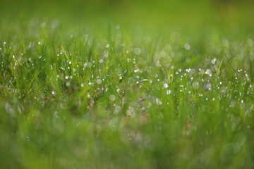 A drop of dew on the grass. Green grassy background with bokeh from dew. Eco friendly landscape