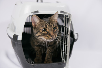 Tabby cat sits in a pet carrier