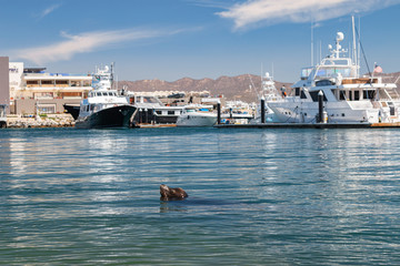 Sea lion in the water.Yachts and boats in the port