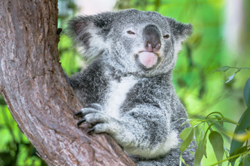 Australischer Koala Bär in einem Eukalyptusbaum in Queensland