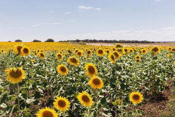 Field of sunflowers with sky background