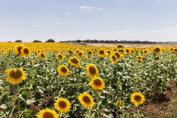 Fototapeten Field of sunflowers with sky background © JCDphoto