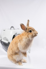 Red fluffy hare on a white background stands on its hind legs. Animal background in the background