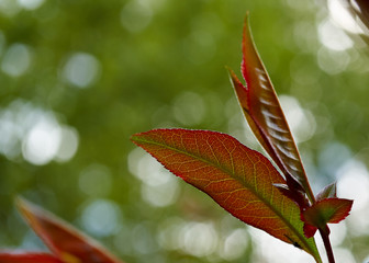 red and green leaves