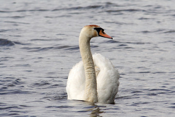 
Mute swan on the lake