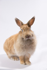 red fluffy rabbit on a white background shows tongue and looks at the camera