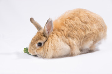Red-haired fluffy hare on a white background eats a cucumber from his hand