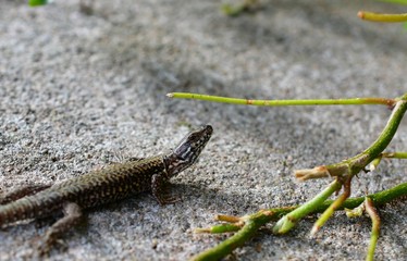Lézard sur roche 