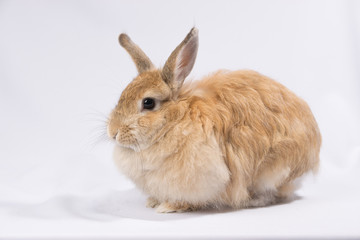 Fluffy red hare sitting on a white background
