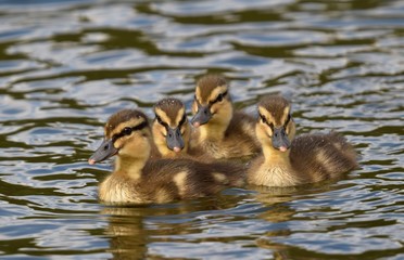 ducklings in the water