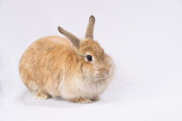 Fluffy red hare sitting on a white background