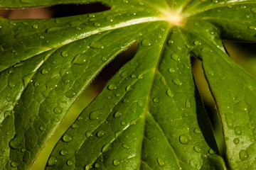 Fototapeta na wymiar Raindrops on the Mayapple leaf in mid-May within the Pike Lake Unit, Kettle Moraine State Forest, Hartford, Wisconsin