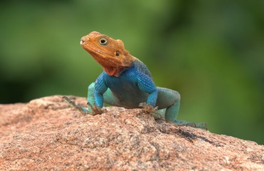Agama agama lizard