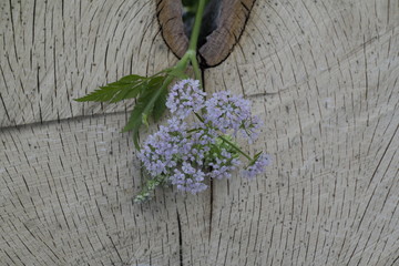 bunch of lavender