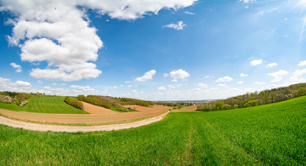 View of a wheat field in Kansas. grass on blue sky background. Green Kansas wheat