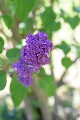 fleurs de lilas