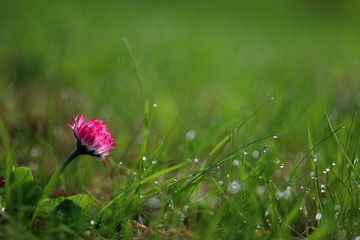 Beautiful floral landscape. Bright spring flowers