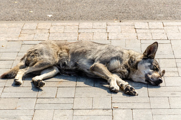 homeless stray dog sleeping on the pavement at day