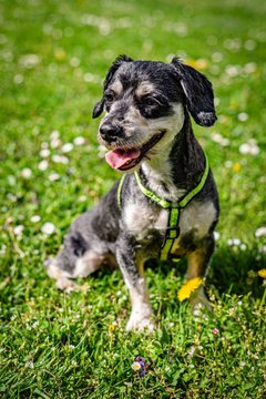 Portrait of a happy havanese dog sitting on green grass with yellow dandelions and white daisy flowers on a sunny spring day in a park. The dog has open mouth, sticking out a pink tongue.