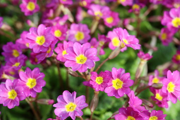 Obraz premium Beautiful floral landscape. Bright spring flowers