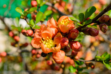 Branch of Japanese Quince with orange flowers. Colorful blooming bush