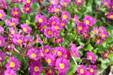 Obraz premium Beautiful floral landscape. Bright spring flowers