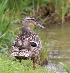 Female Mallard Duck On Pond Edge.