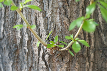 branch with young blossoming leaves on a poplar tree
