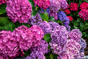 Natural background of stunning colorful flowers.