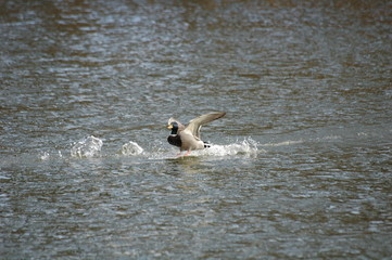 lądująca kaczka © LOL
