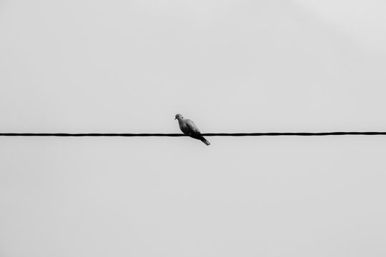 Pigeon sits on an electric cable. black and white picture pigeon.
