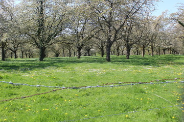 landscape autumn trees green nature