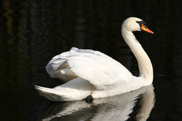 
Mute swan on the lake