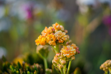 Colorful flowers of botanical garden and rose garden of Ooty Tamilnadu India
