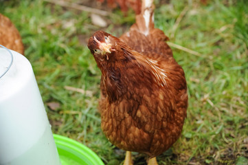 Red chickens on a private farm in the village