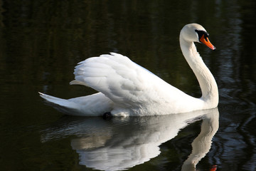  Mute swan on the lake © moniadk