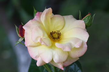 A beautiful rose bloomed in the garden