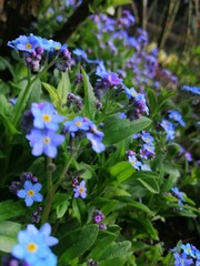 purple flowers in the garden