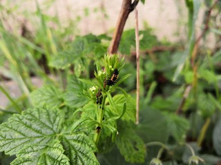 larve coccinelle