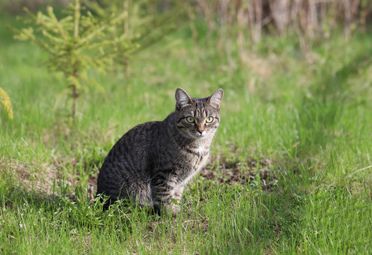 A domestic cat hunts in nature. Free animal