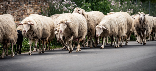 Sardinian sheep of autochthonous breed in the Ogliastra region, Sardinia, Italy, Europe © trattieritratti