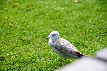 white dove on the grass