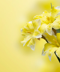 Beautiful flowers on a yellow background with copy space